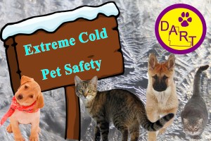 Cold Pet Safety